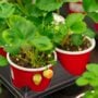 Strawberry – Allstar – 4.5″ Pot